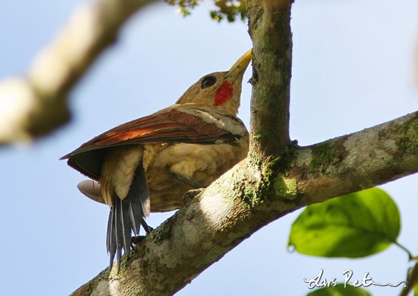 Cream-coloured Woodpecker